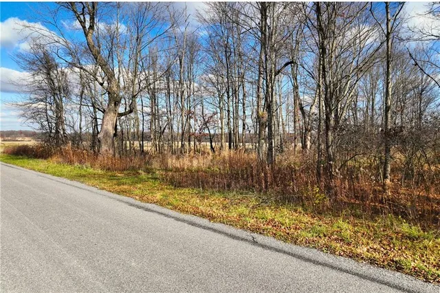 a view of backyard and tree