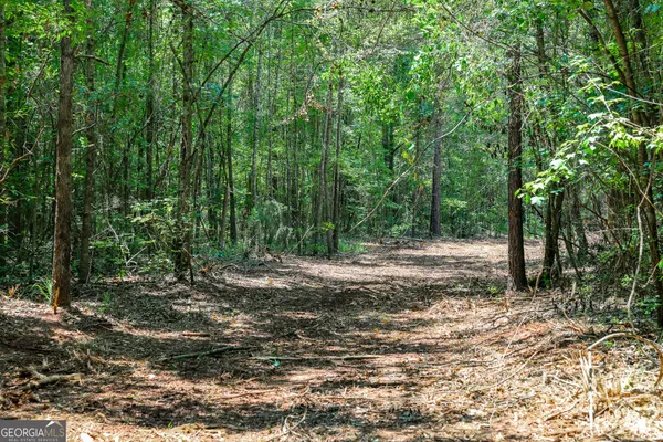 a view of a forest with trees in the background