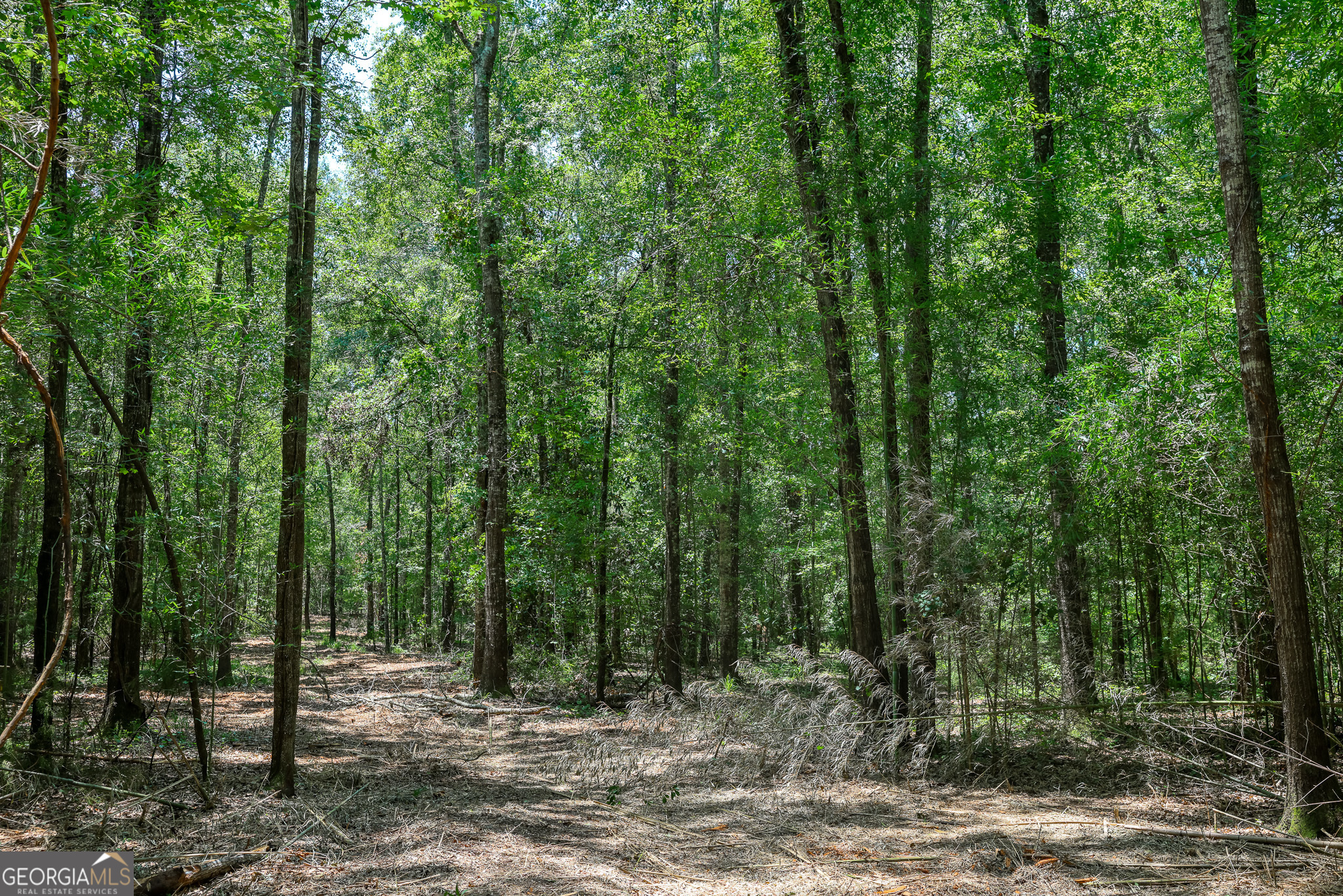 0 Pine Street Edison, GA 39846 - Photo 11 of 18 a view of outdoor space and trees