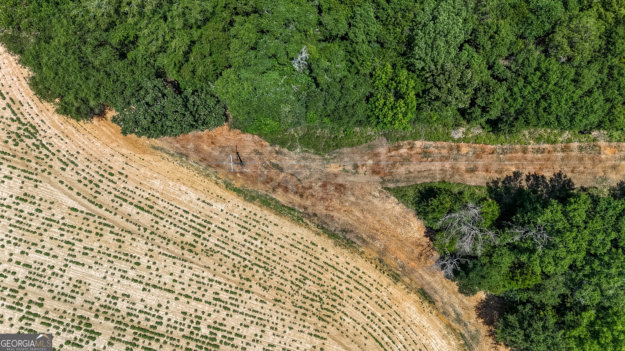 0 Pine Street Edison, GA 39846 - Photo 14 of 18 a view of backyard with green space