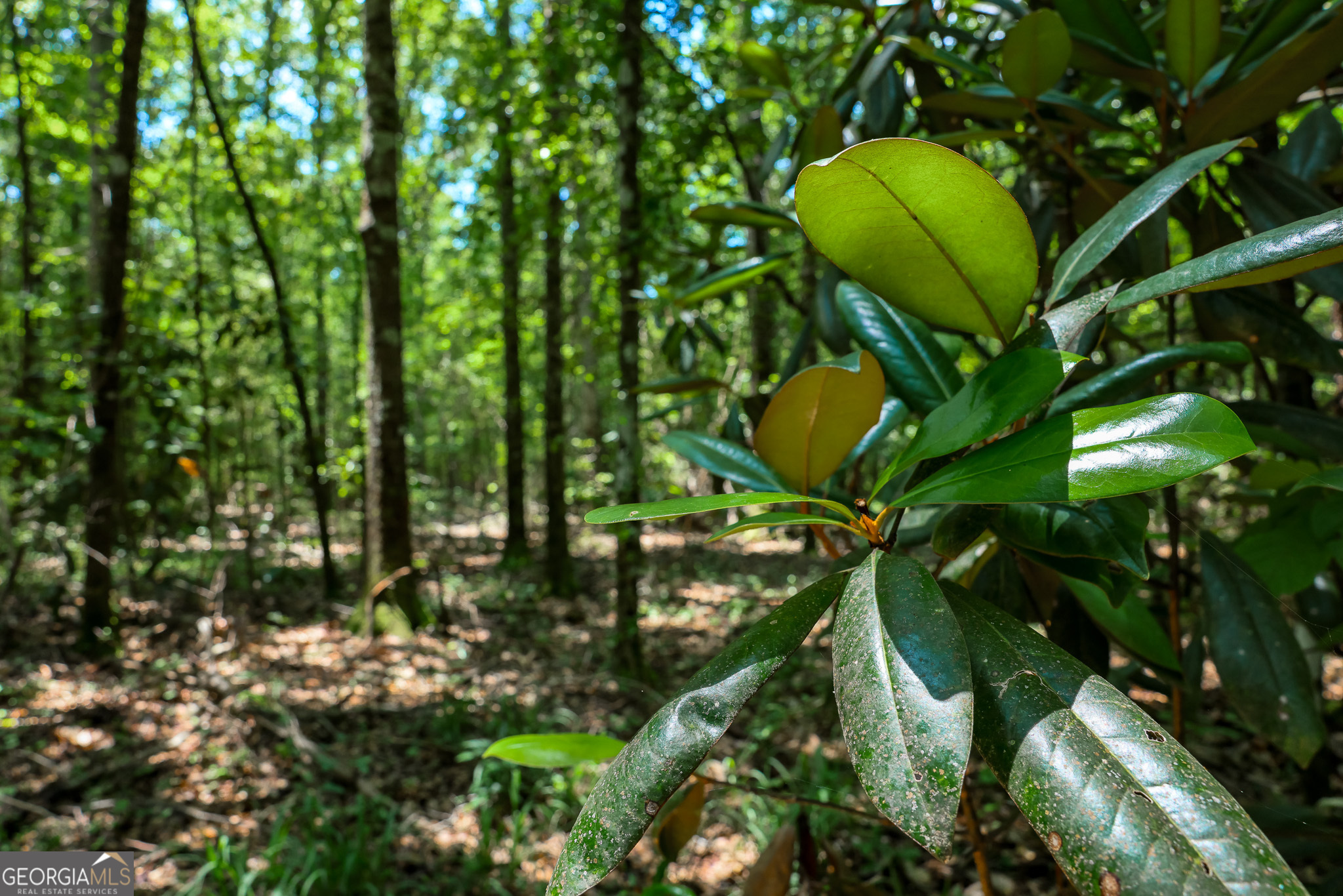 0 Pine Street Edison, GA 39846 - Photo 2 of 18 a view of a plant in a garden