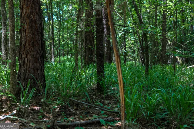 $599,000 | 0 Pine Street, Edison, GA 39846