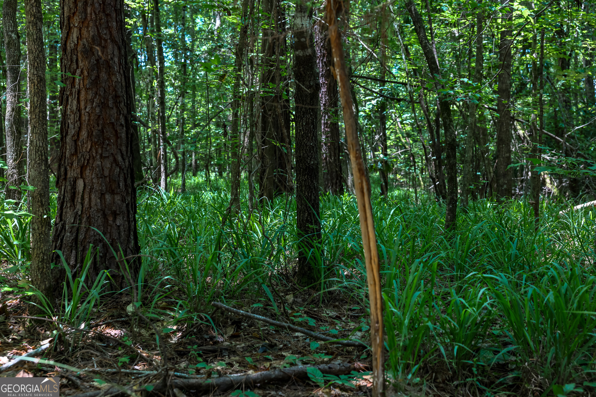 0 Pine Street Edison, GA 39846 - Photo 3 of 18 a view of outdoor space and garden