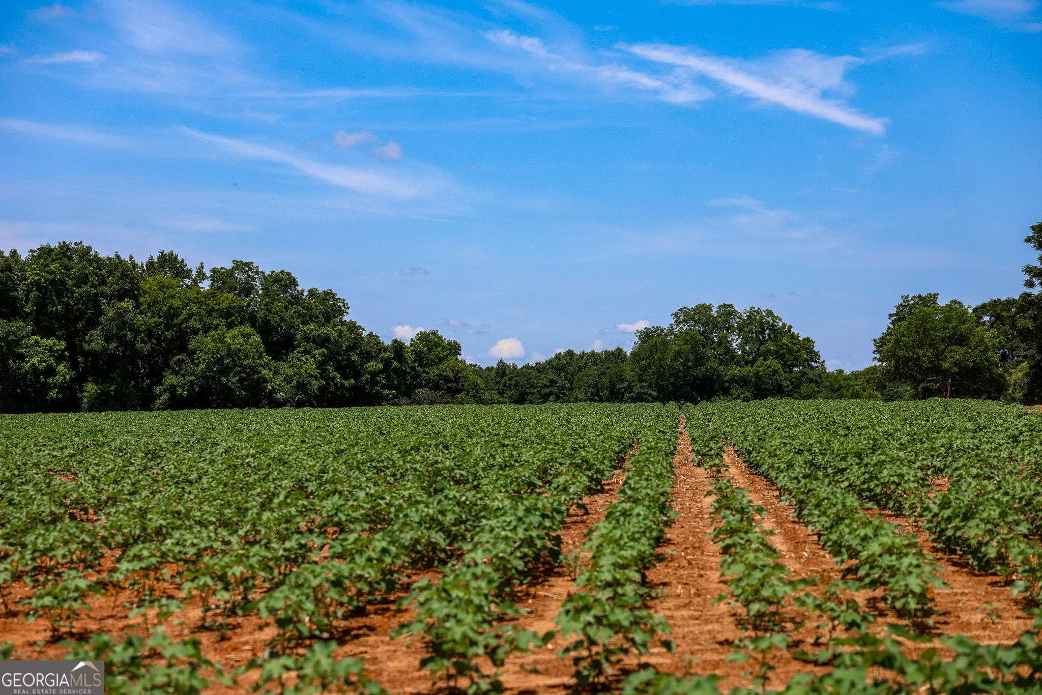 0 Pine Street Edison, GA 39846 - Photo 6 of 18 a view of a yard with a trees