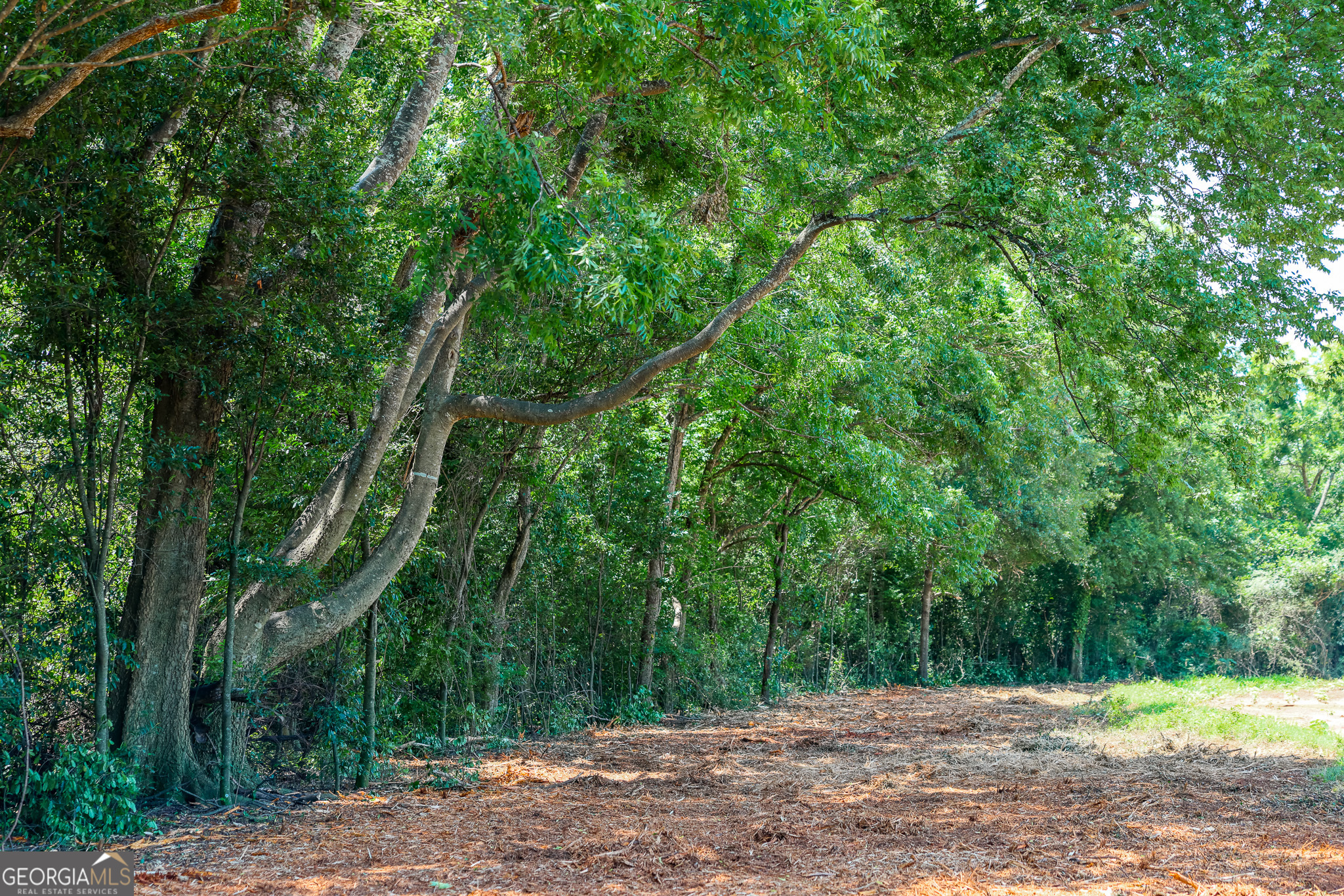 0 Pine Street Edison, GA 39846 - Photo 7 of 18 a view of an outdoor space