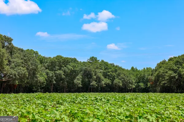 a view of a bunch of trees