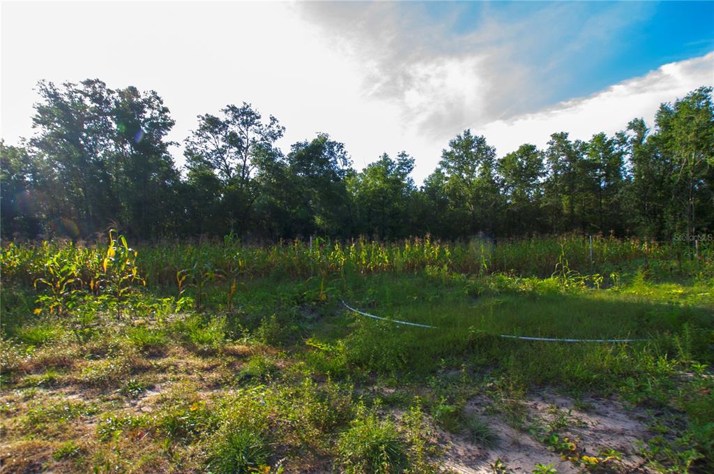 18233 185th Road Live Oak, FL 32060 - Photo 55 of 99