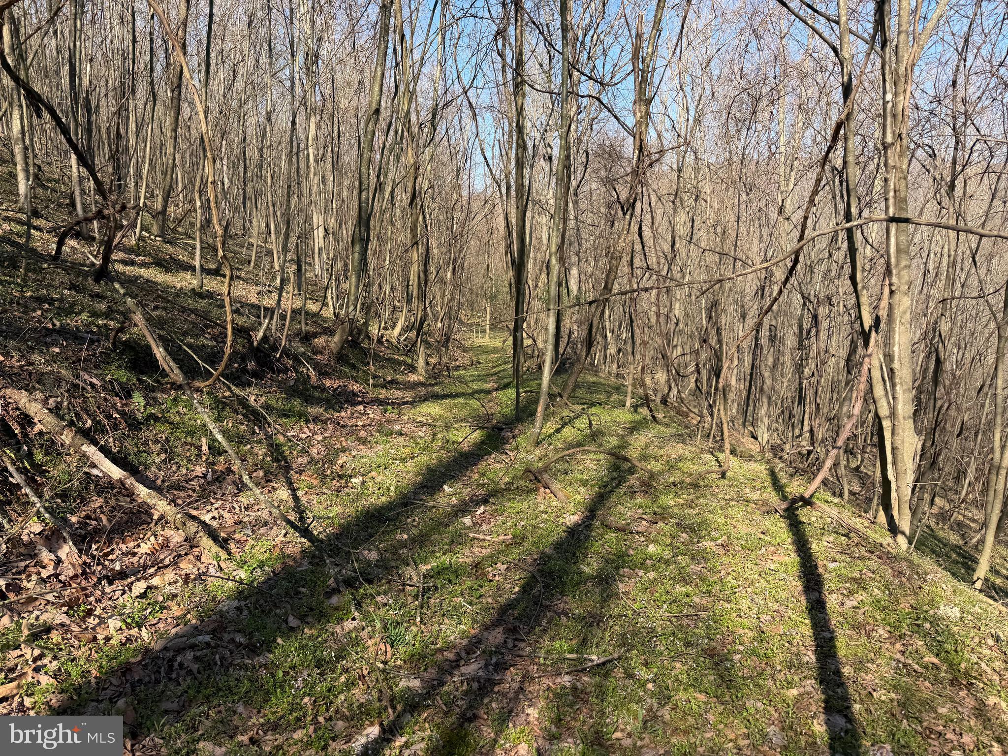 129-acres Black Hollow Road Schellsburg, PA 15559 - Photo 56 of 72 a view of yard