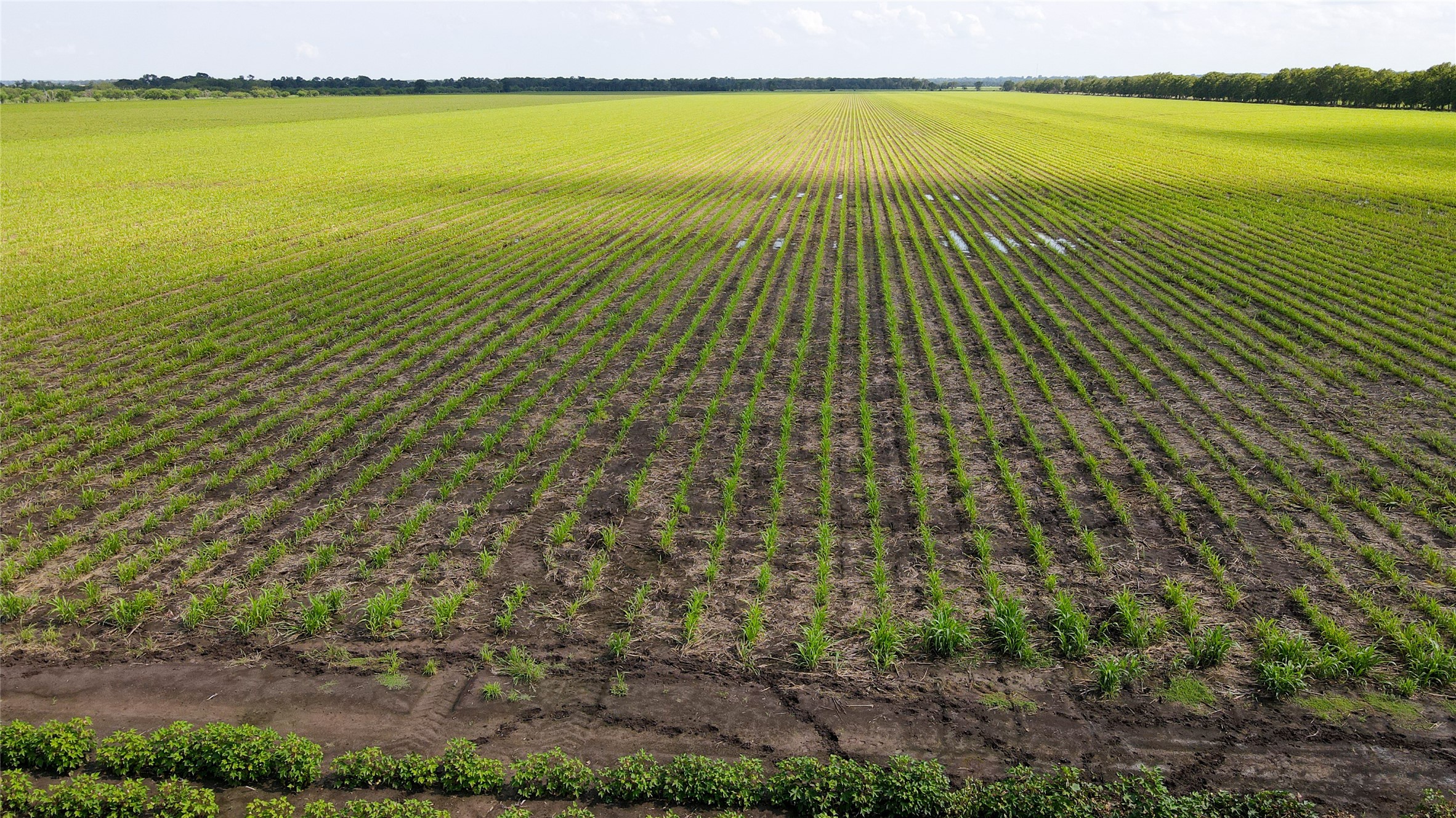 0 Felder Road Washington, TX 77880 - Photo 7 of 9