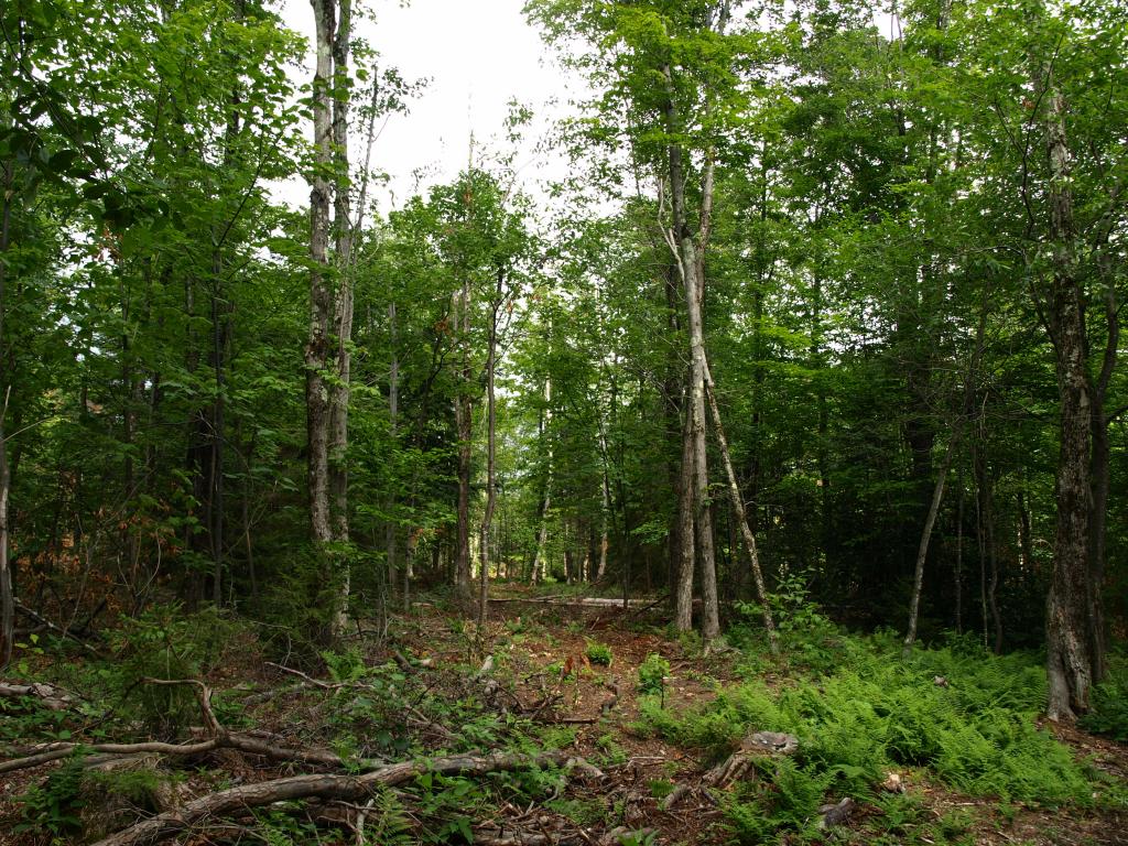 Morse Road, Unit 900 4 Jay, VT 05859 - Photo 1 of 8 Gallery Image 1