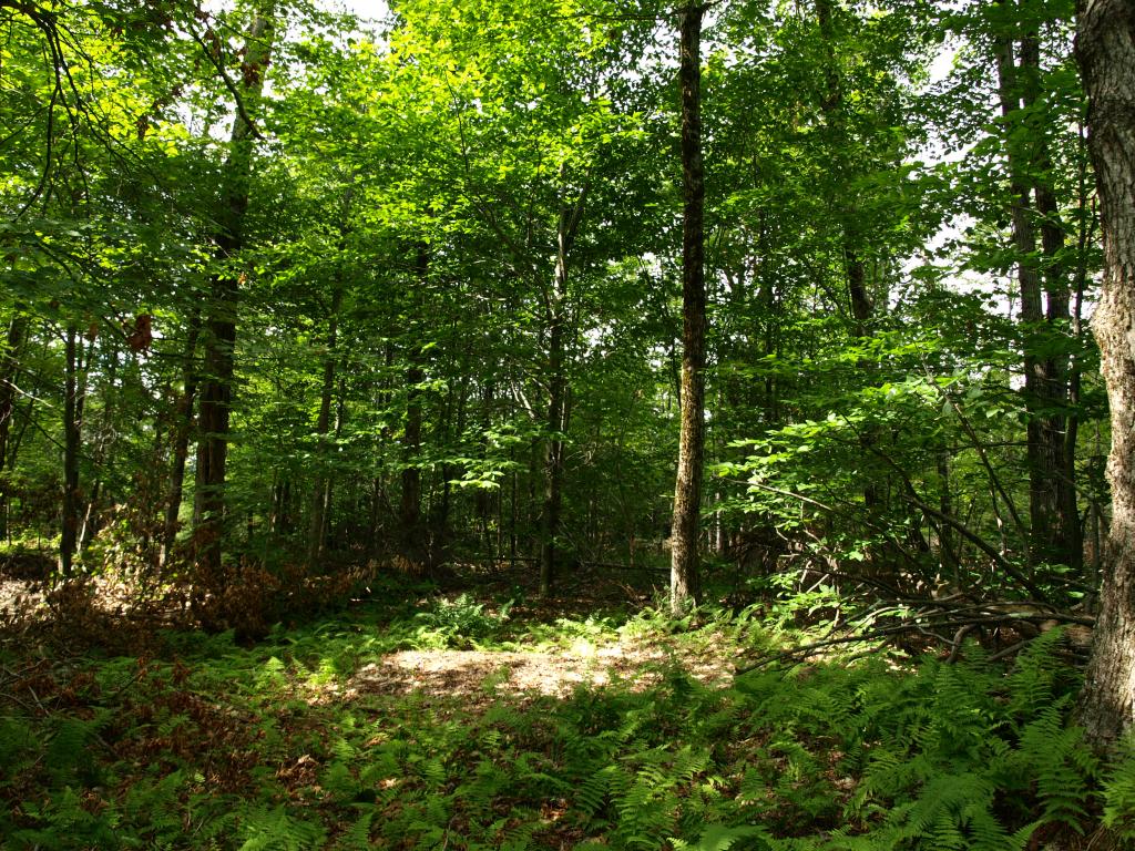 Morse Road, Unit 900 4 Jay, VT 05859 - Photo 2 of 8 Gallery Image 2