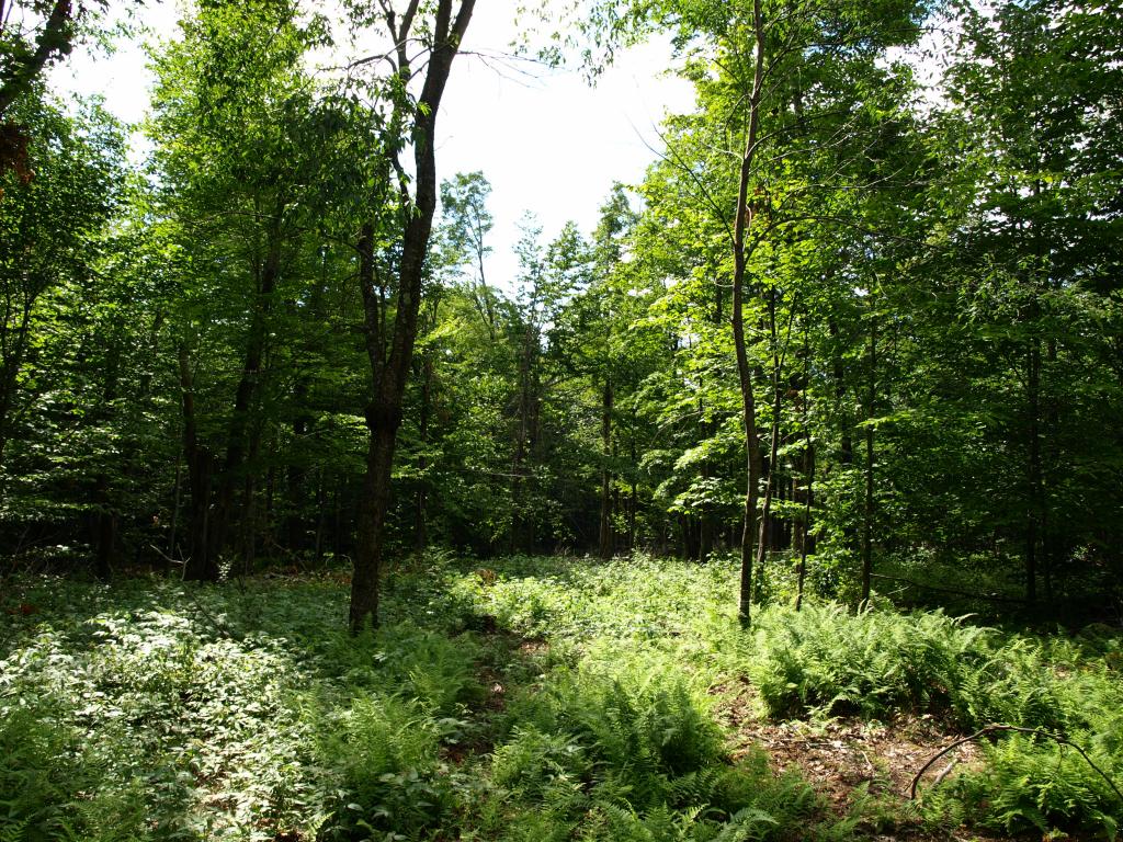 Morse Road, Unit 900 4 Jay, VT 05859 - Photo 5 of 8 Gallery Image 5