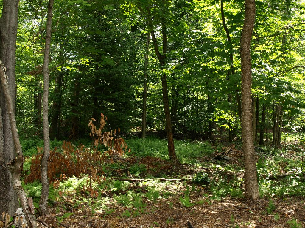 Morse Road, Unit 900 4 Jay, VT 05859 - Photo 6 of 8 Gallery Image 6