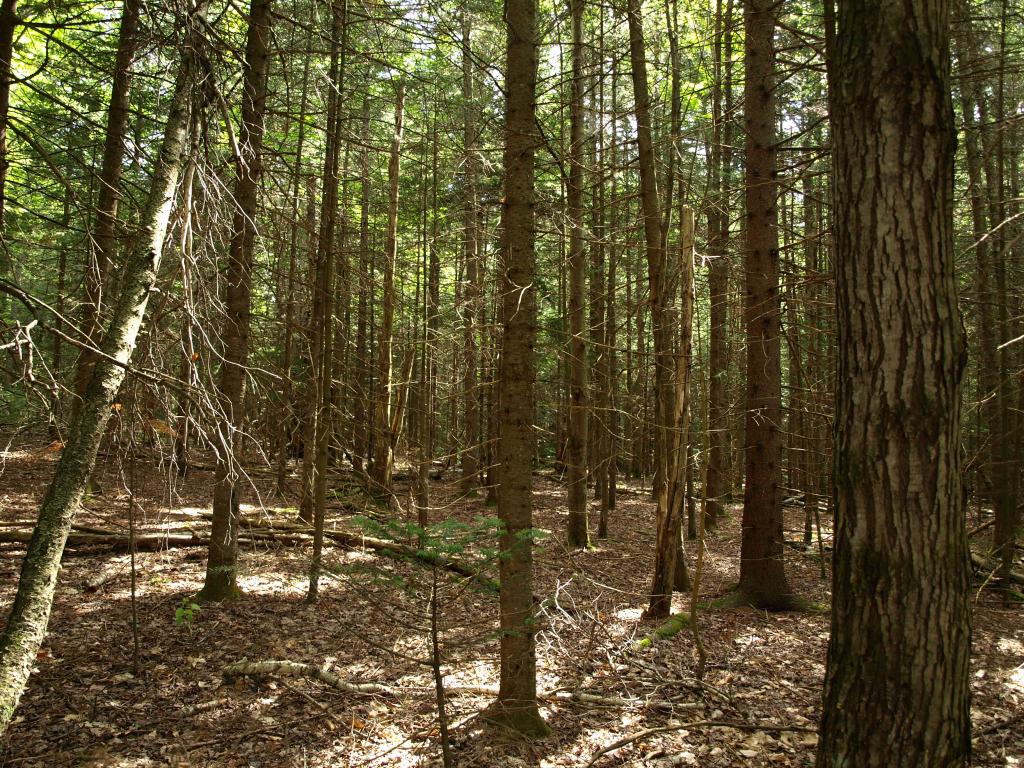 Morse Road, Unit 900 4 Jay, VT 05859 - Photo 7 of 8 Gallery Image 7
