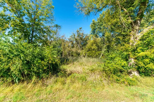 a view of a big yard with plants and a small tree