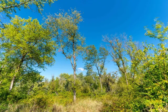 a view of a tree with a flower in a garden