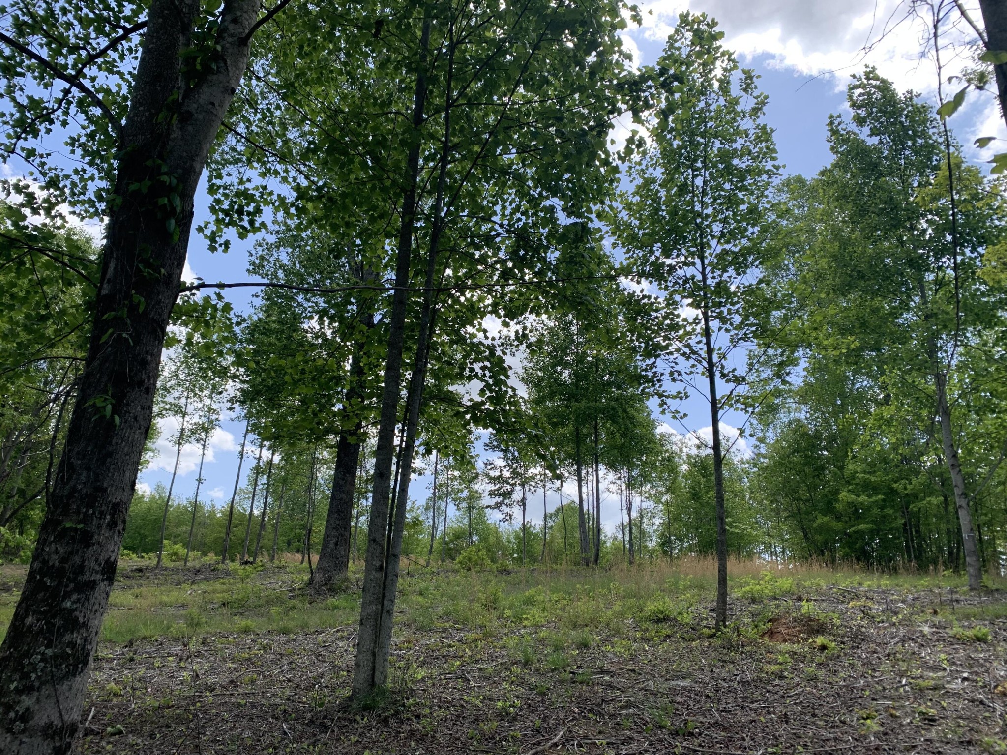 260 Cherokee Path Jasper, TN 37347 - Photo 7 of 35