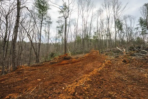 a view of backyard with tree