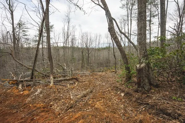 a view of a forest with a tree