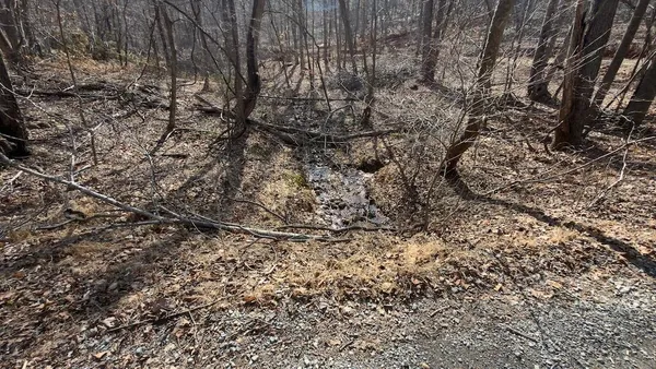 a view of a yard with trees