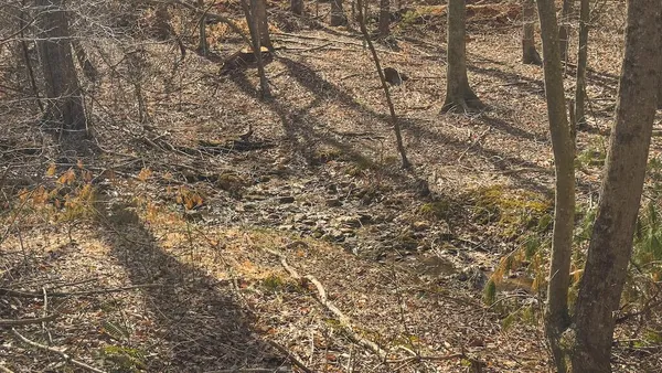 a view of backyard with green space
