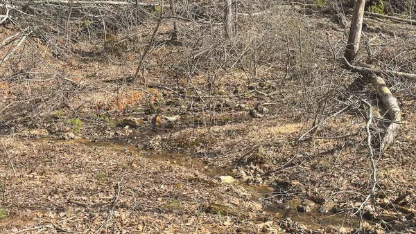 a view of a backyard with potted plants and large trees