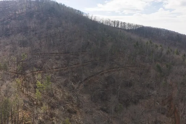 a view of a dry yard