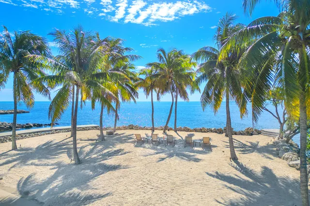 a view of a yard with a palm trees