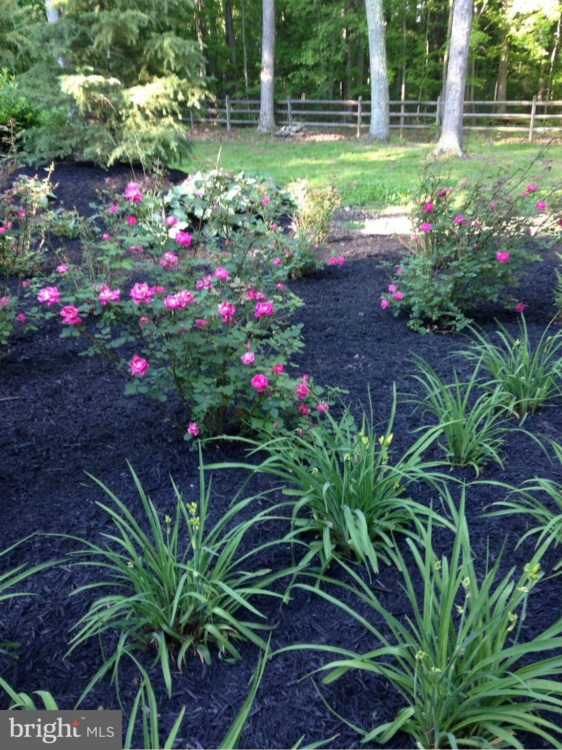 8350 Pinehurst Road Pasadena, MD 21122 - Photo 9 of 30 landscaping