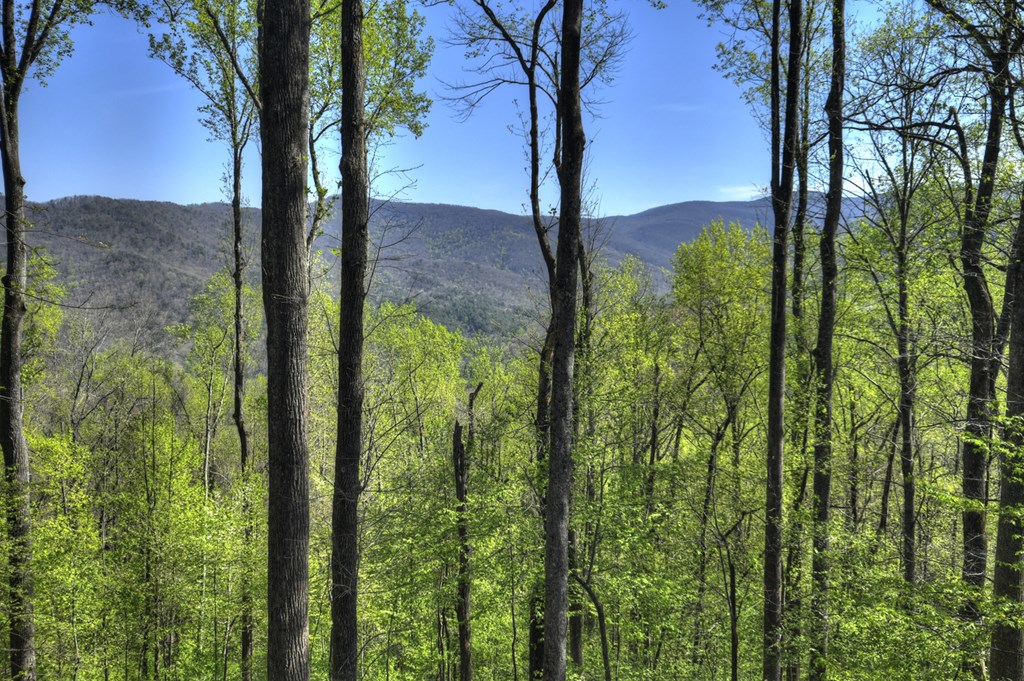 1831 Walnut Ridge Ellijay, GA 30536 - Photo 3 of 49 Year-round Mountain Views