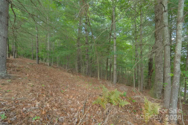a view of a yard with plants and a large tree