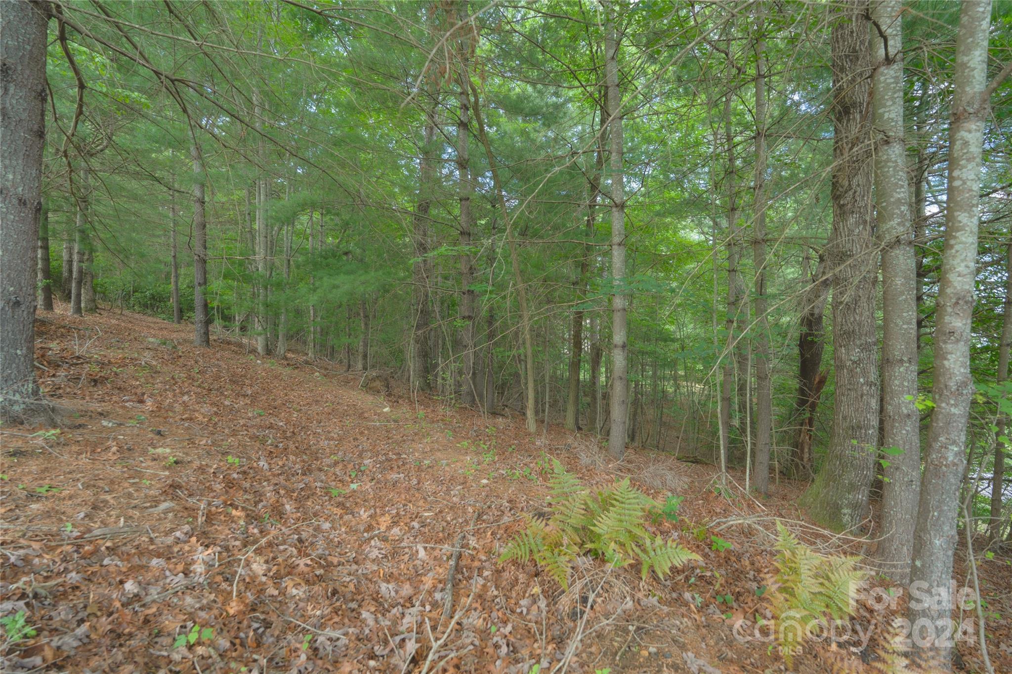 0 South Ridge Drive, Unit 61/62 Hendersonville, NC 28739 - Photo 14 of 17 a view of a forest with trees