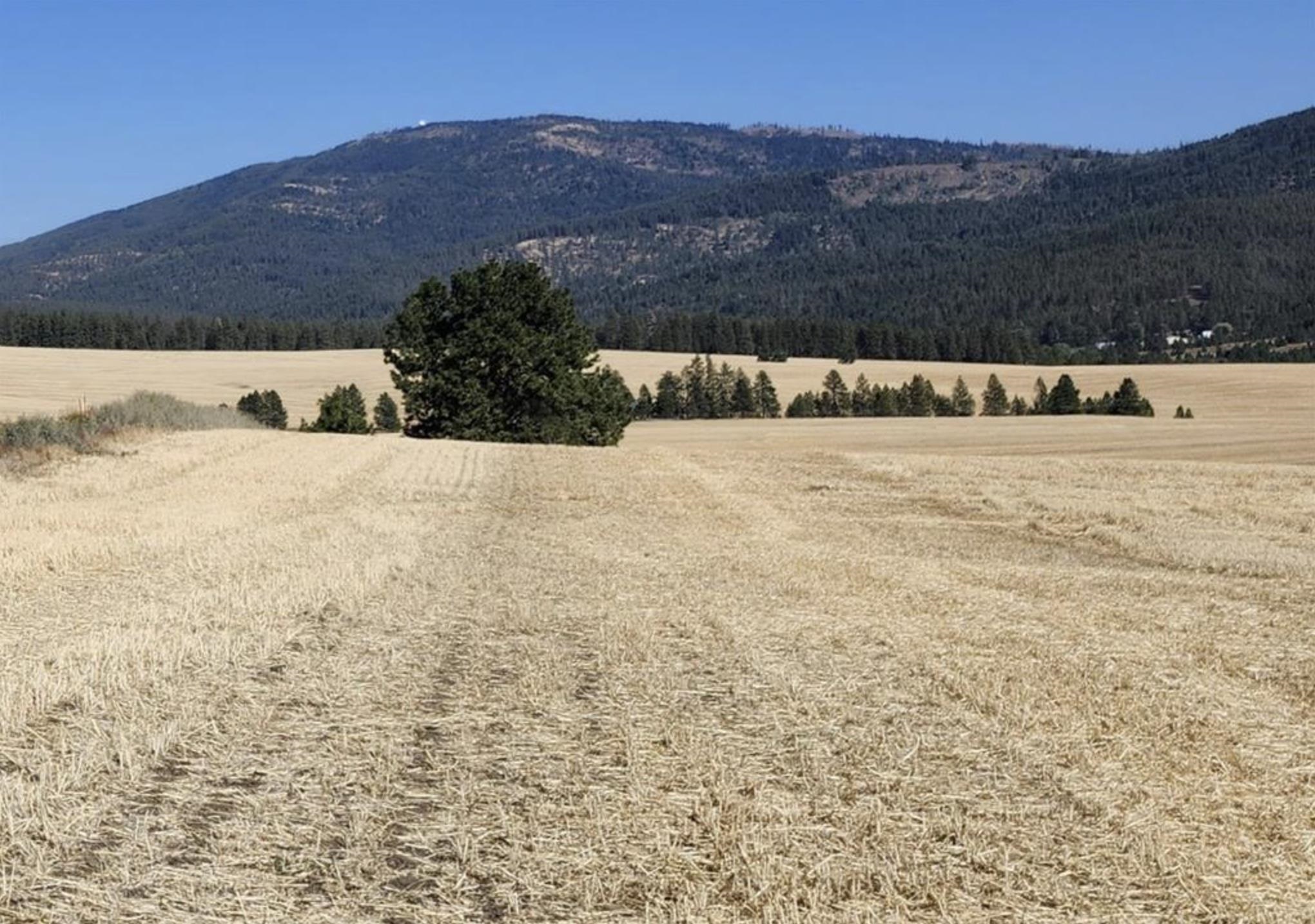 Jackson South Jackson S 8006th Road Mica, WA 99023 - Photo 3 of 13 Gallery Image 3