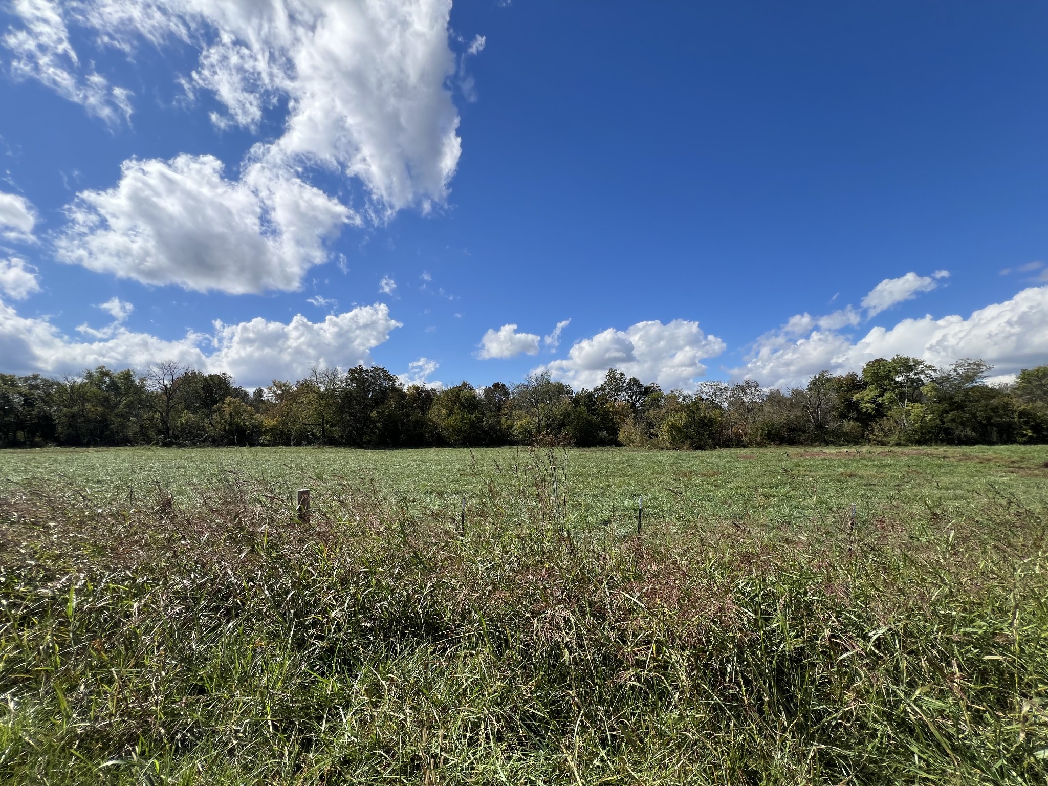 a view of a field with large trees