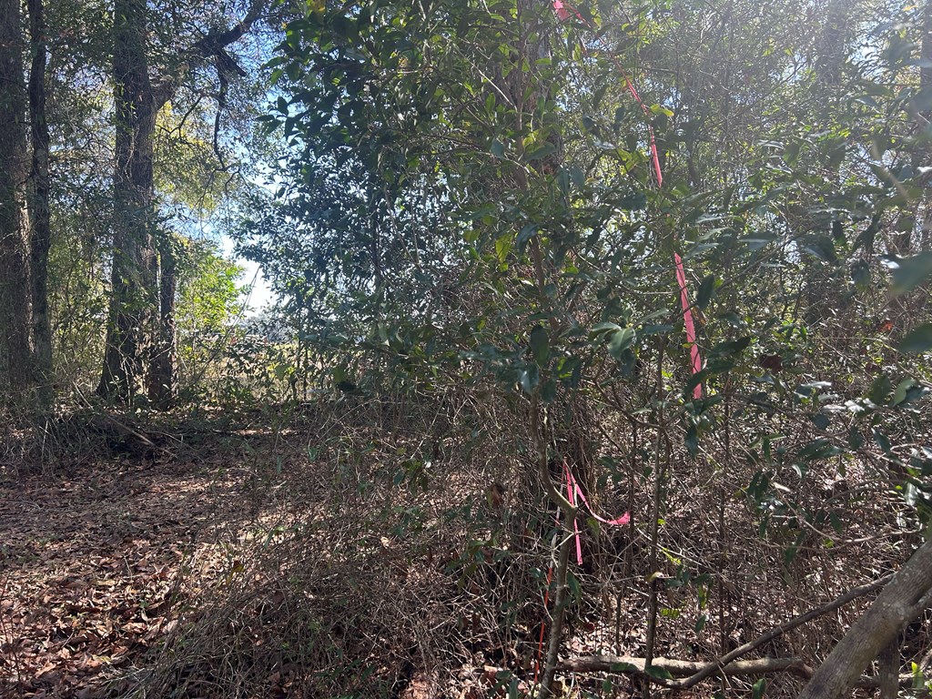 31.5-ac 31.5-ac Rammer Loop Road Dothan, AL 36301 - Photo 45 of 49