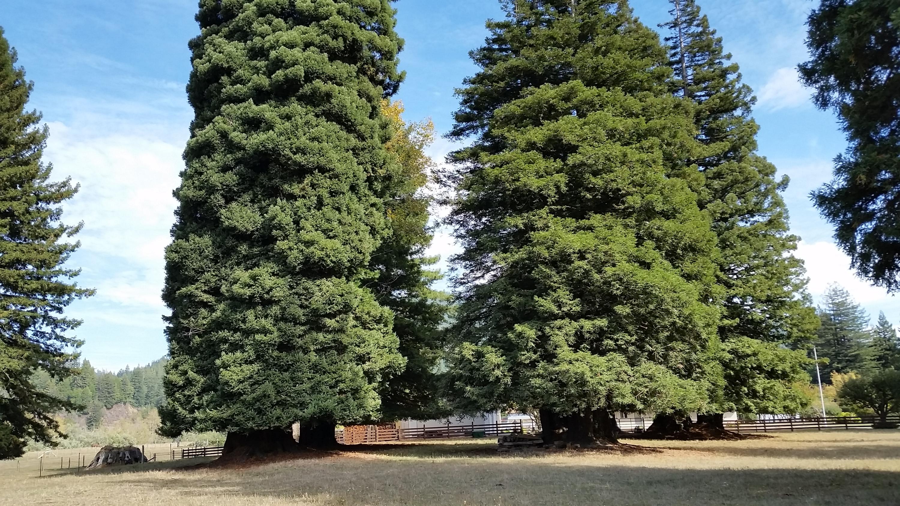 719 North Road Scotia, CA 95565 - Photo 6 of 51