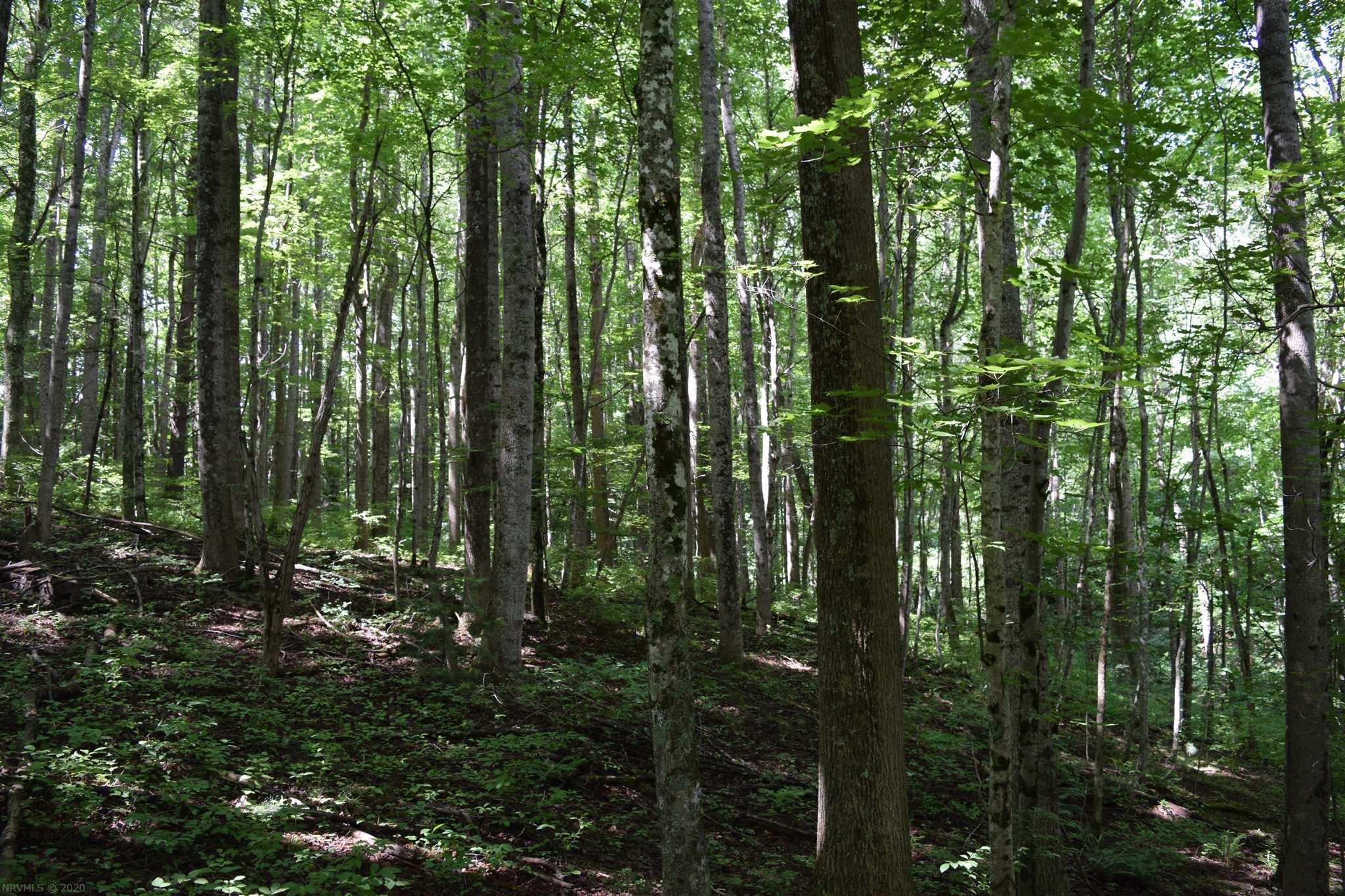 Tbd Horse Ridge Road Northwest Willis, VA 24380 - Photo 14 of 24 Gallery Image 14