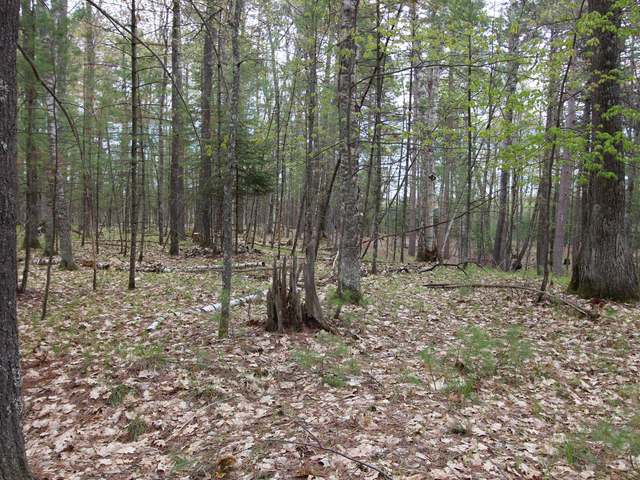 Near1220 Shields Road St. Germain, WI 54558 - Photo 7 of 9 Gallery Image 7