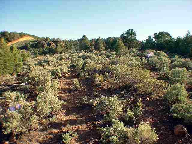 1560 Yellow Jacket Road Reno, NV 89521 - Photo 1 of 1 a view of a forest with a tree