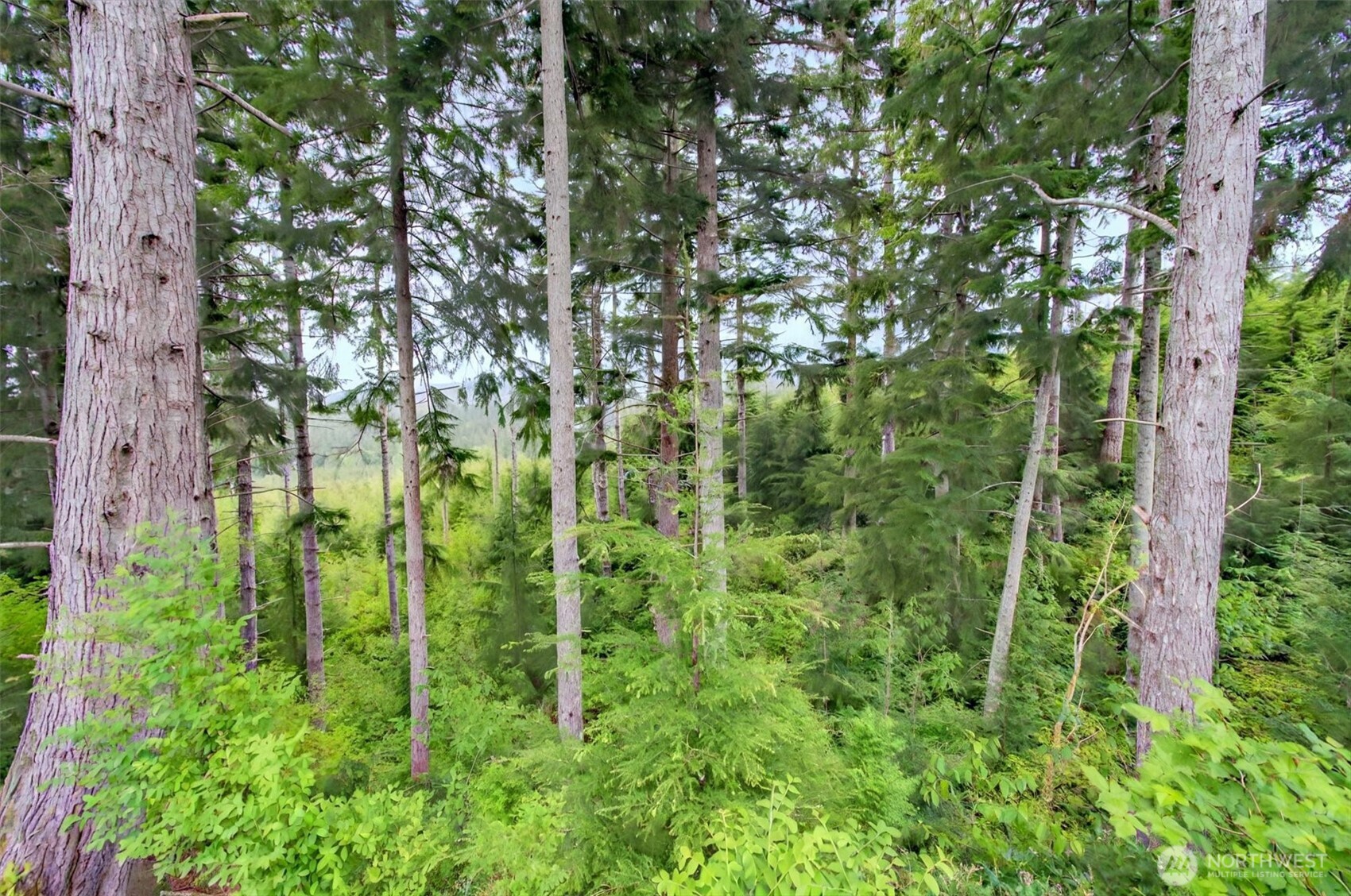 1 Parpala Road, Unit 1 Naselle, WA 98638 - Photo 4 of 9