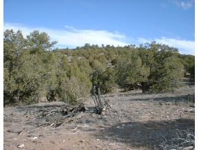 18401 Crossroads Ranch Road Prescott, AZ 86305 - Photo 2 of 4 a view of a forest with trees in the background