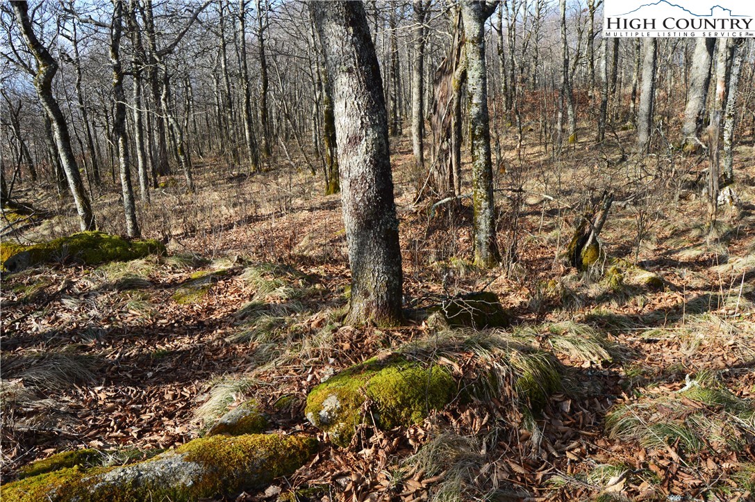 Lot 2 North Pinnacle Ridge Road Beech Mountain, NC 28604 - Photo 8 of 15 Gallery Image 8