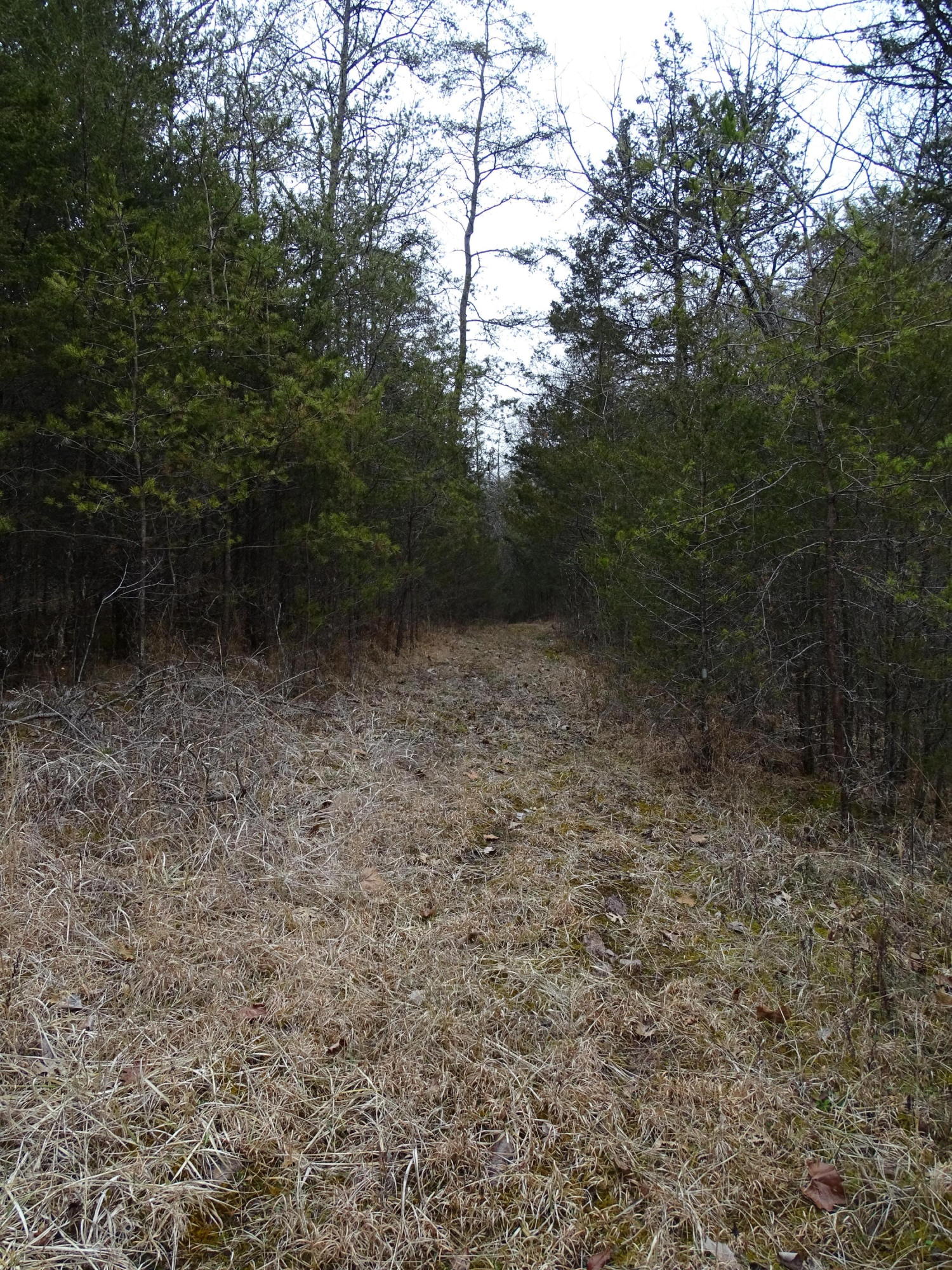 Wolfenbarger Road Luttrell, TN 37779 - Photo 15 of 36 DSC03381