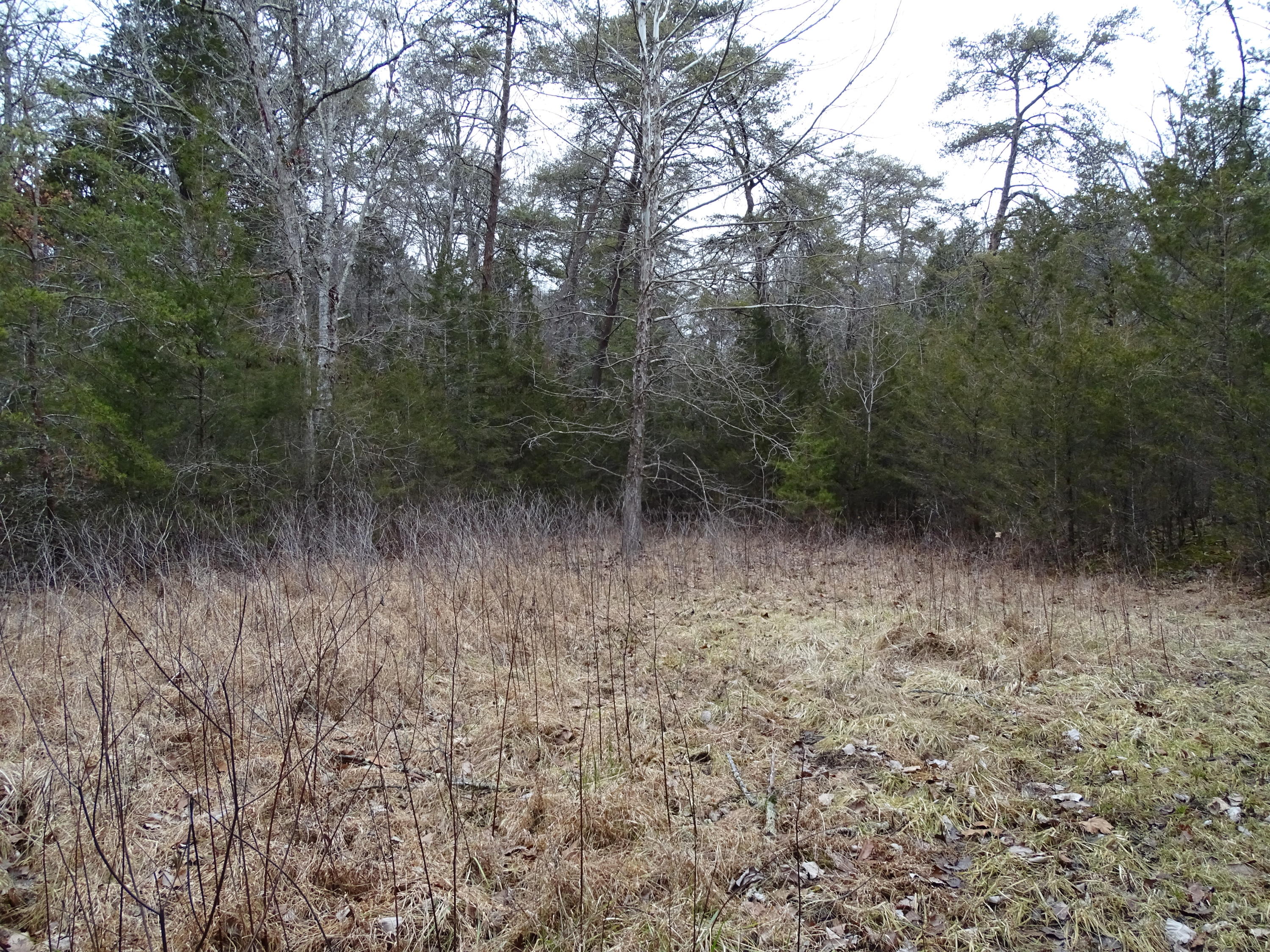 Wolfenbarger Road Luttrell, TN 37779 - Photo 16 of 36 DSC03382