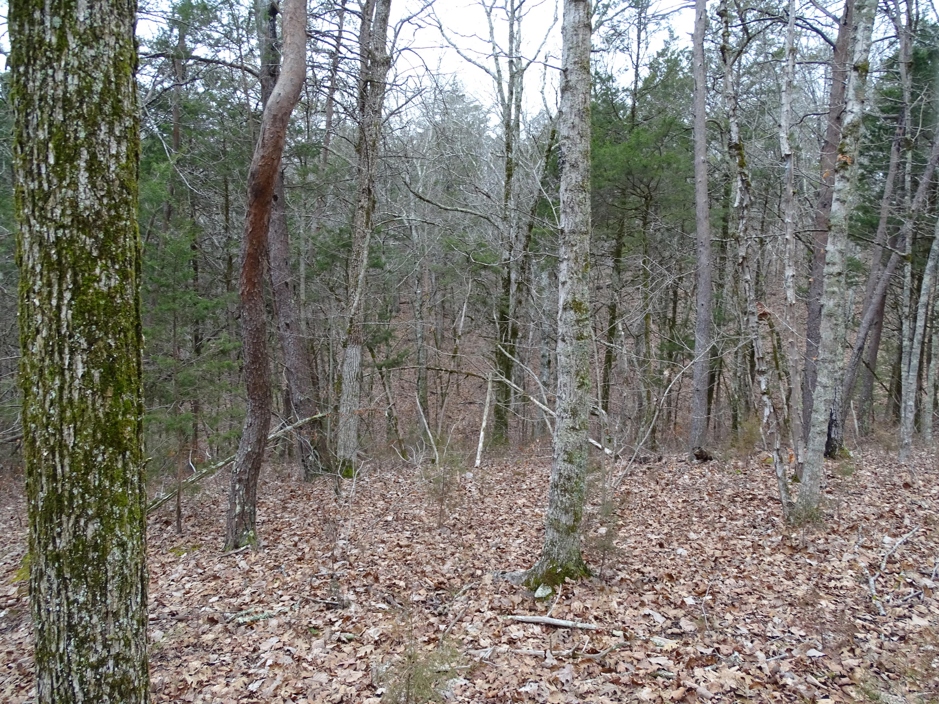 Wolfenbarger Road Luttrell, TN 37779 - Photo 17 of 36 DSC03383