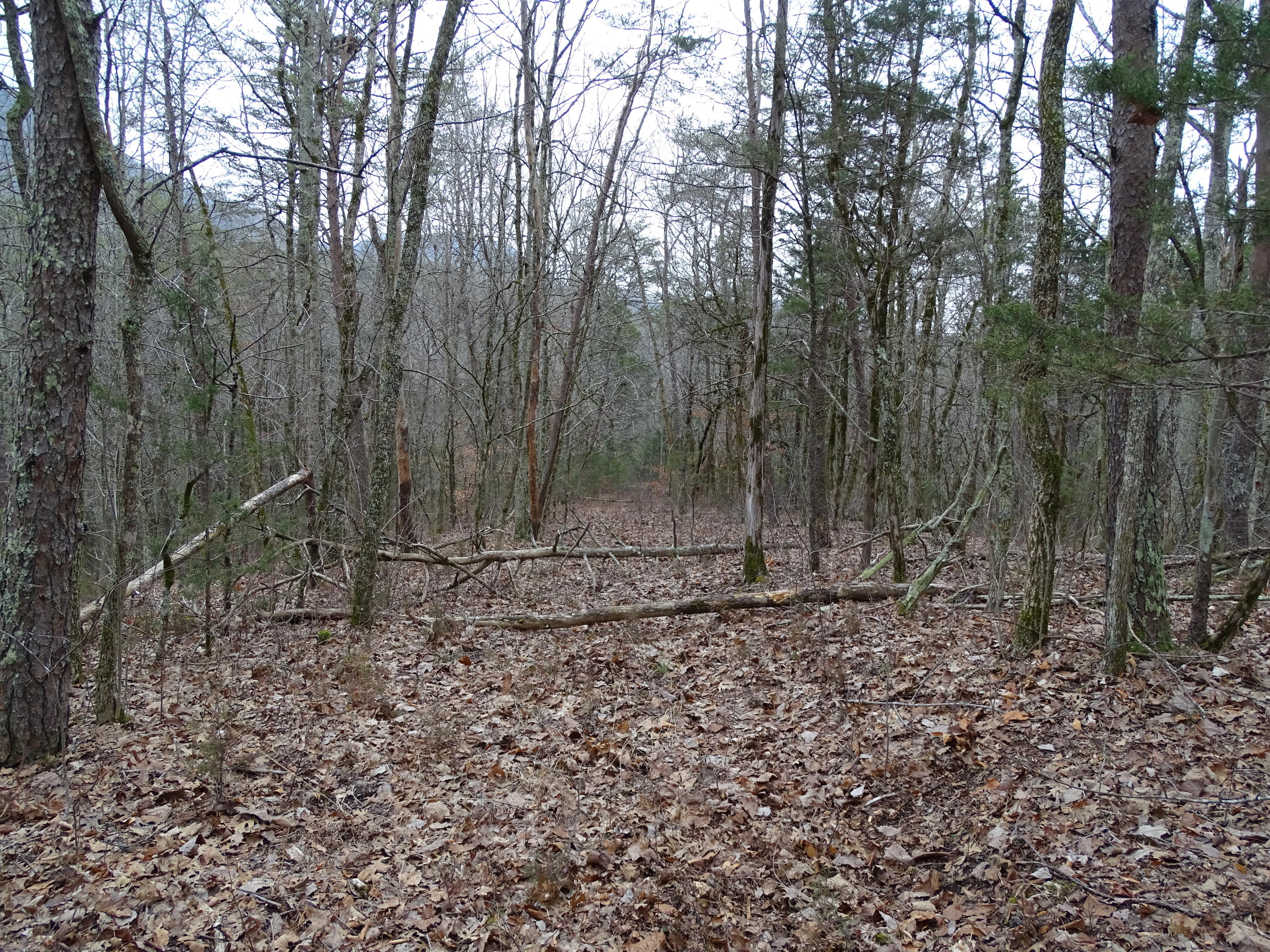 Wolfenbarger Road Luttrell, TN 37779 - Photo 18 of 36 DSC03384