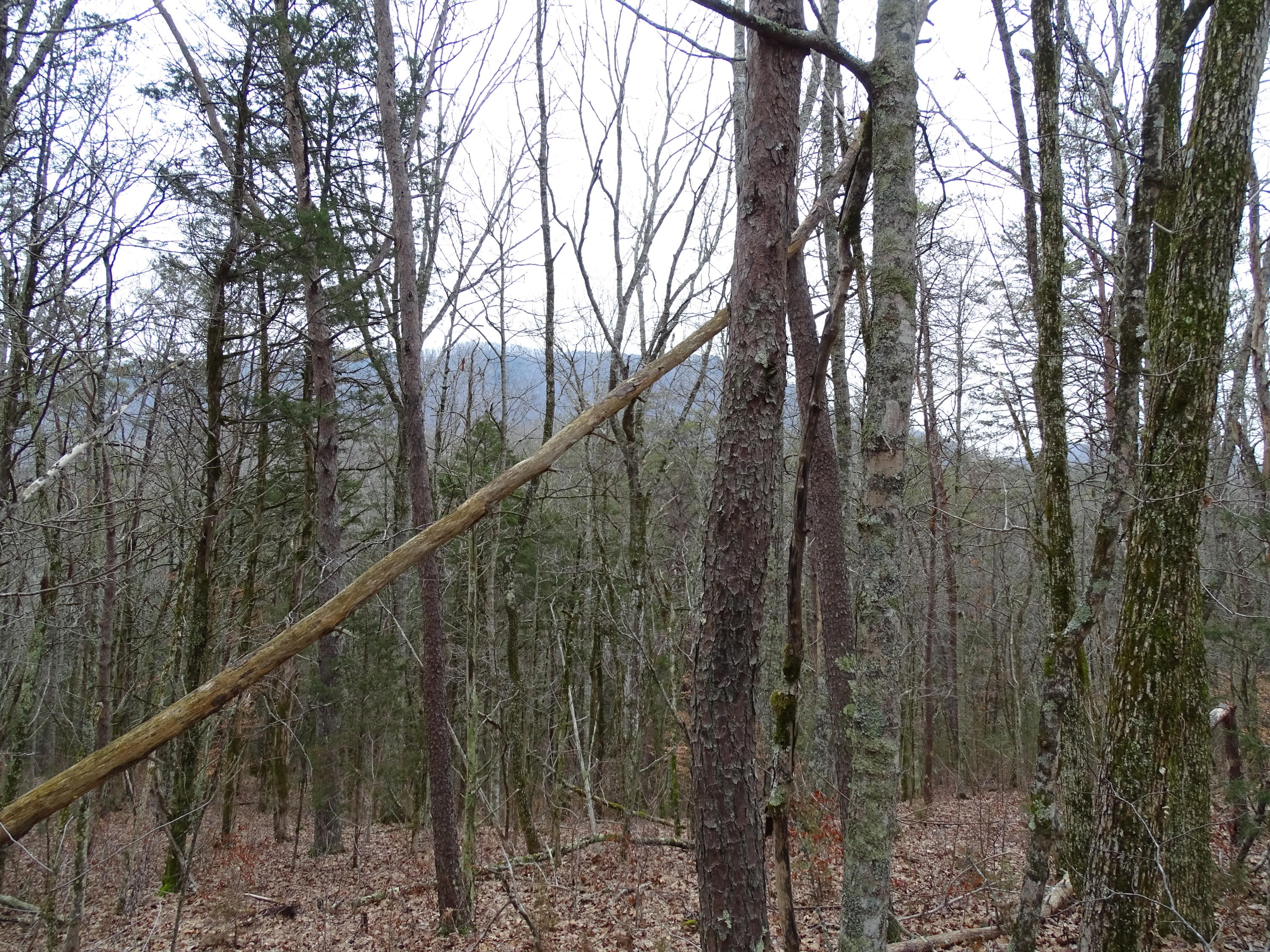 Wolfenbarger Road Luttrell, TN 37779 - Photo 19 of 36 DSC03385
