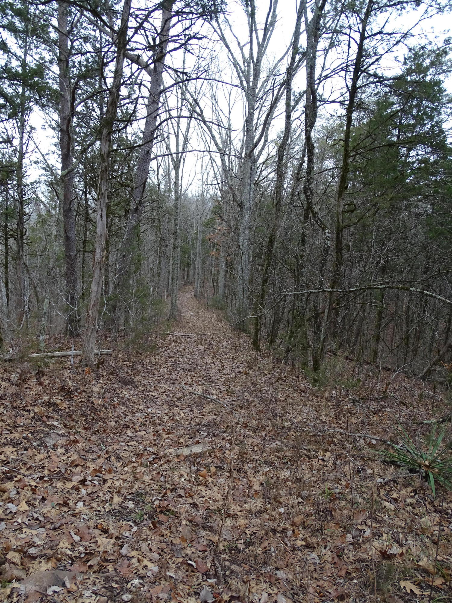 Wolfenbarger Road Luttrell, TN 37779 - Photo 20 of 36 DSC03386