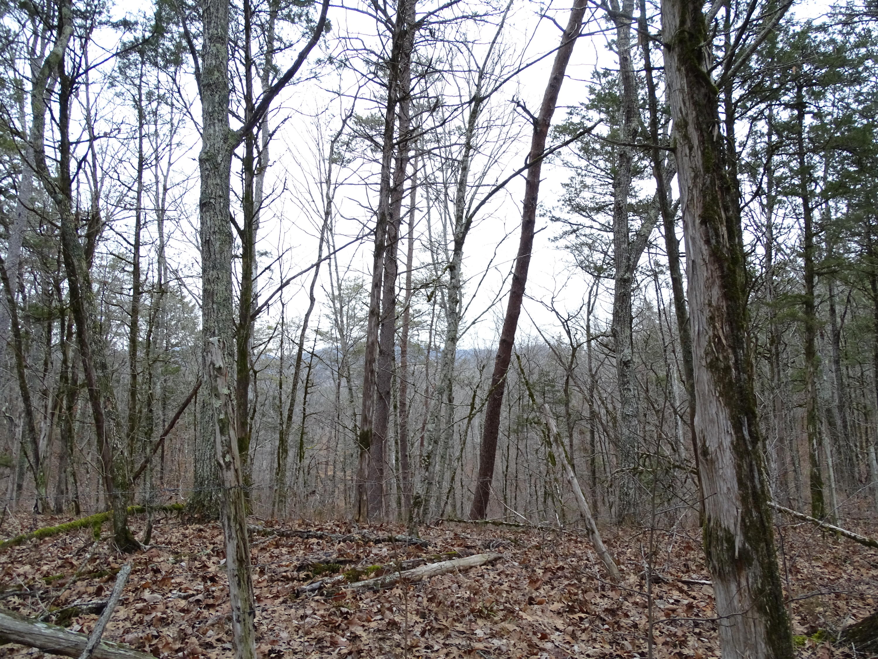 Wolfenbarger Road Luttrell, TN 37779 - Photo 21 of 36 DSC03387