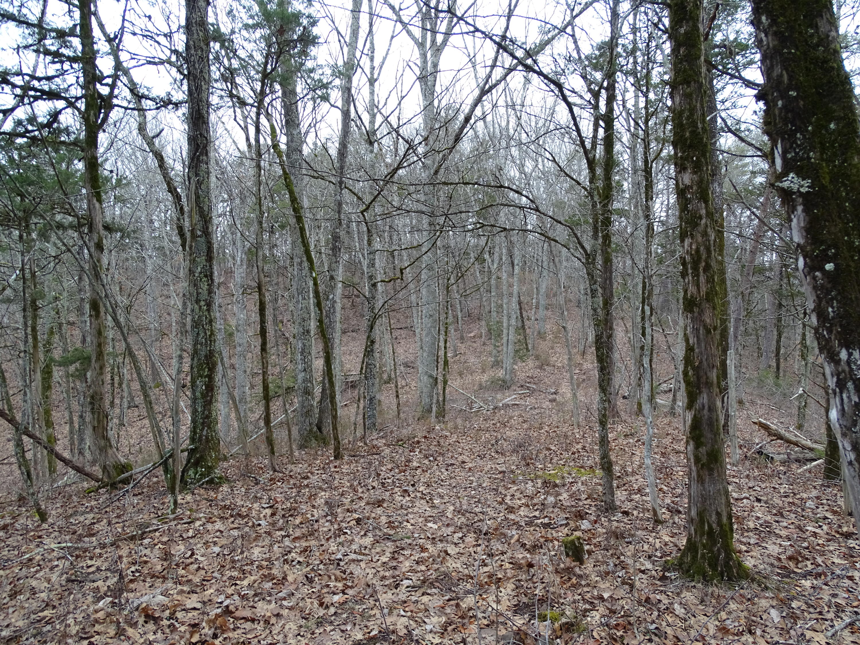 Wolfenbarger Road Luttrell, TN 37779 - Photo 22 of 36 DSC03388
